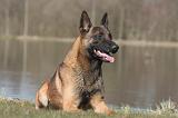 MALINOIS 1001